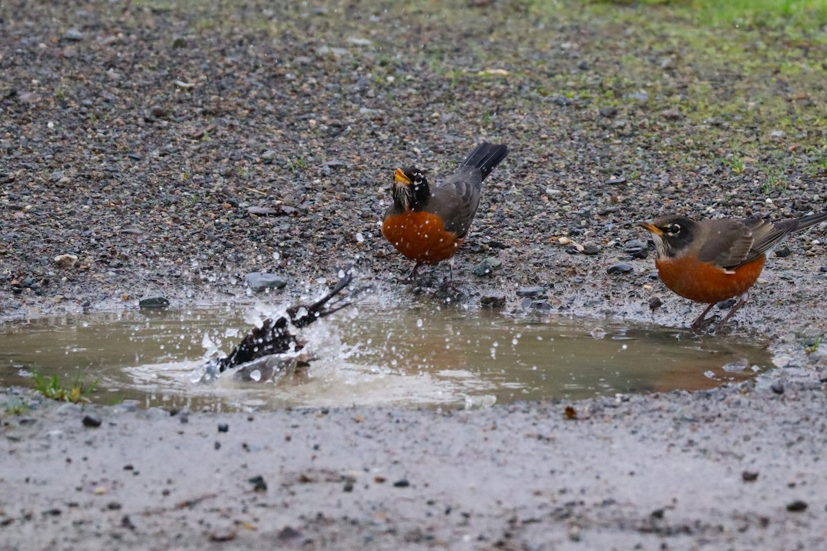 American Robin - ML627844420