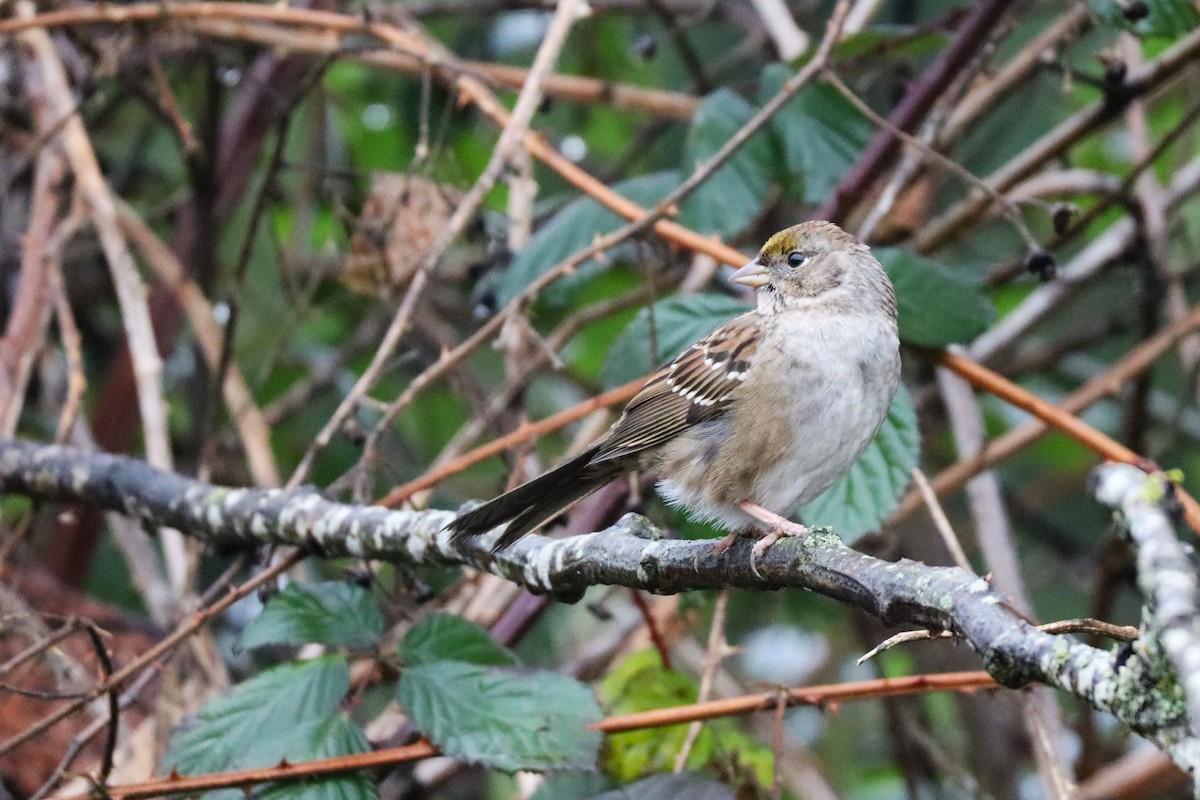 Golden-crowned Sparrow - ML627844423