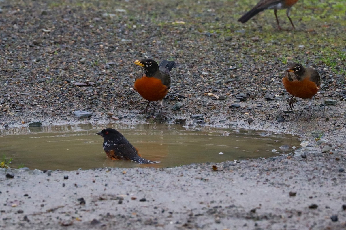 Spotted Towhee - ML627844426