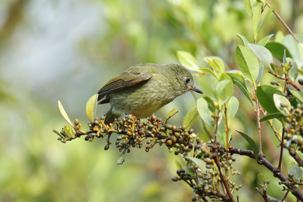 Olive-streaked Flycatcher - ML627844517