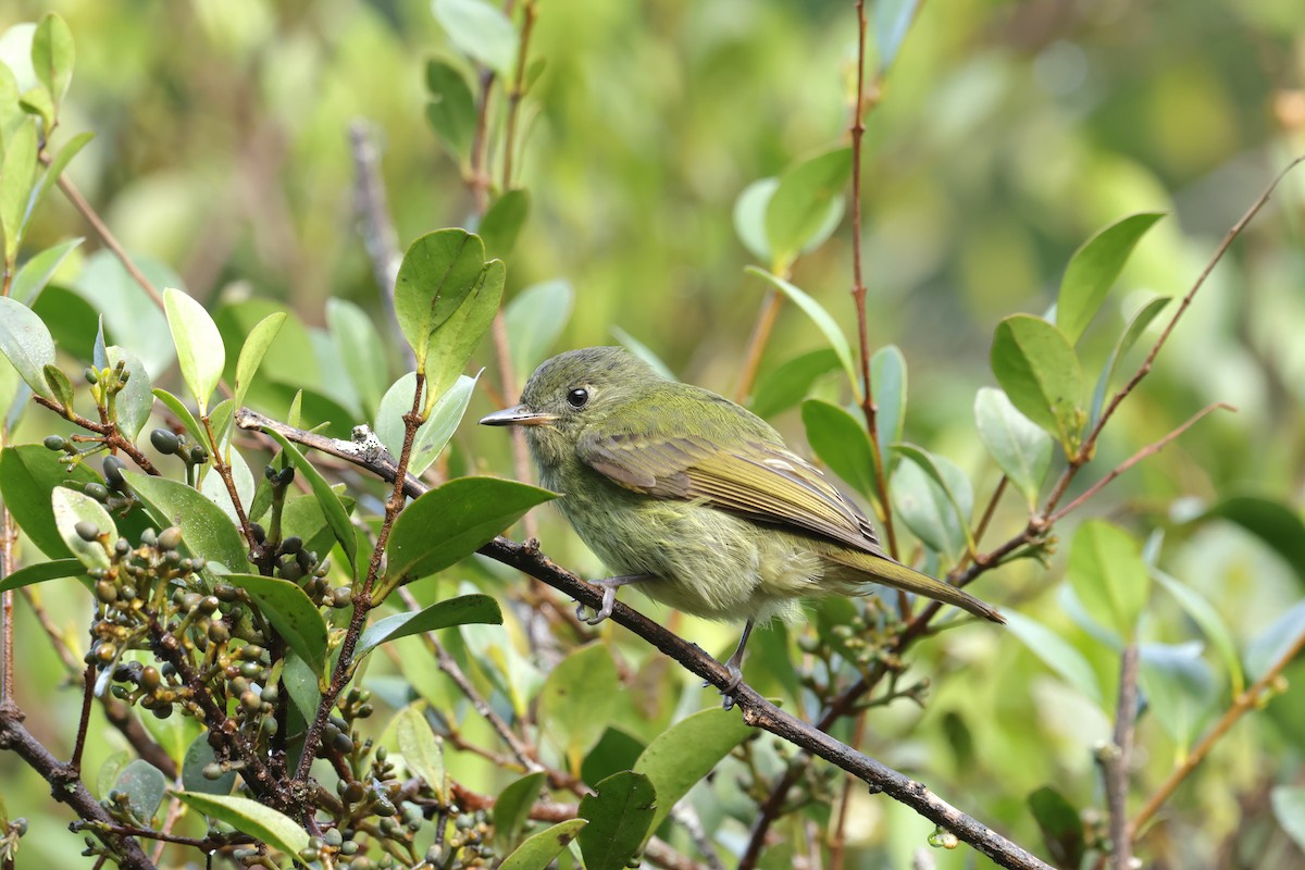 Olive-streaked Flycatcher - ML627844518