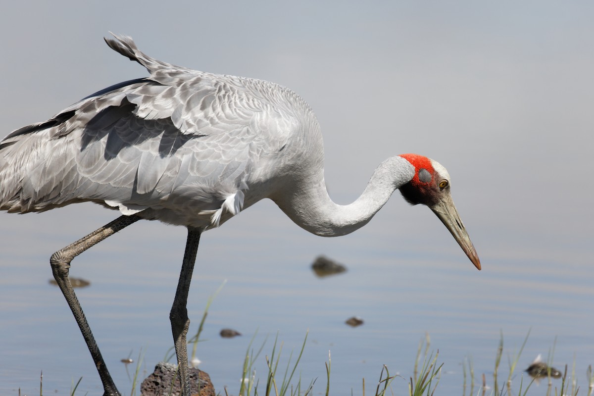 Brolga - ML627844670