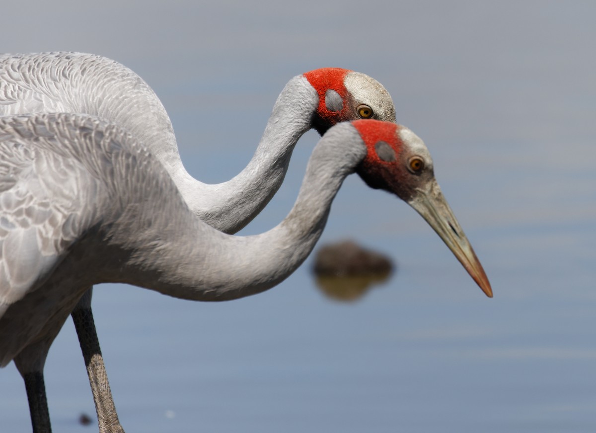 Brolga - ML627844671