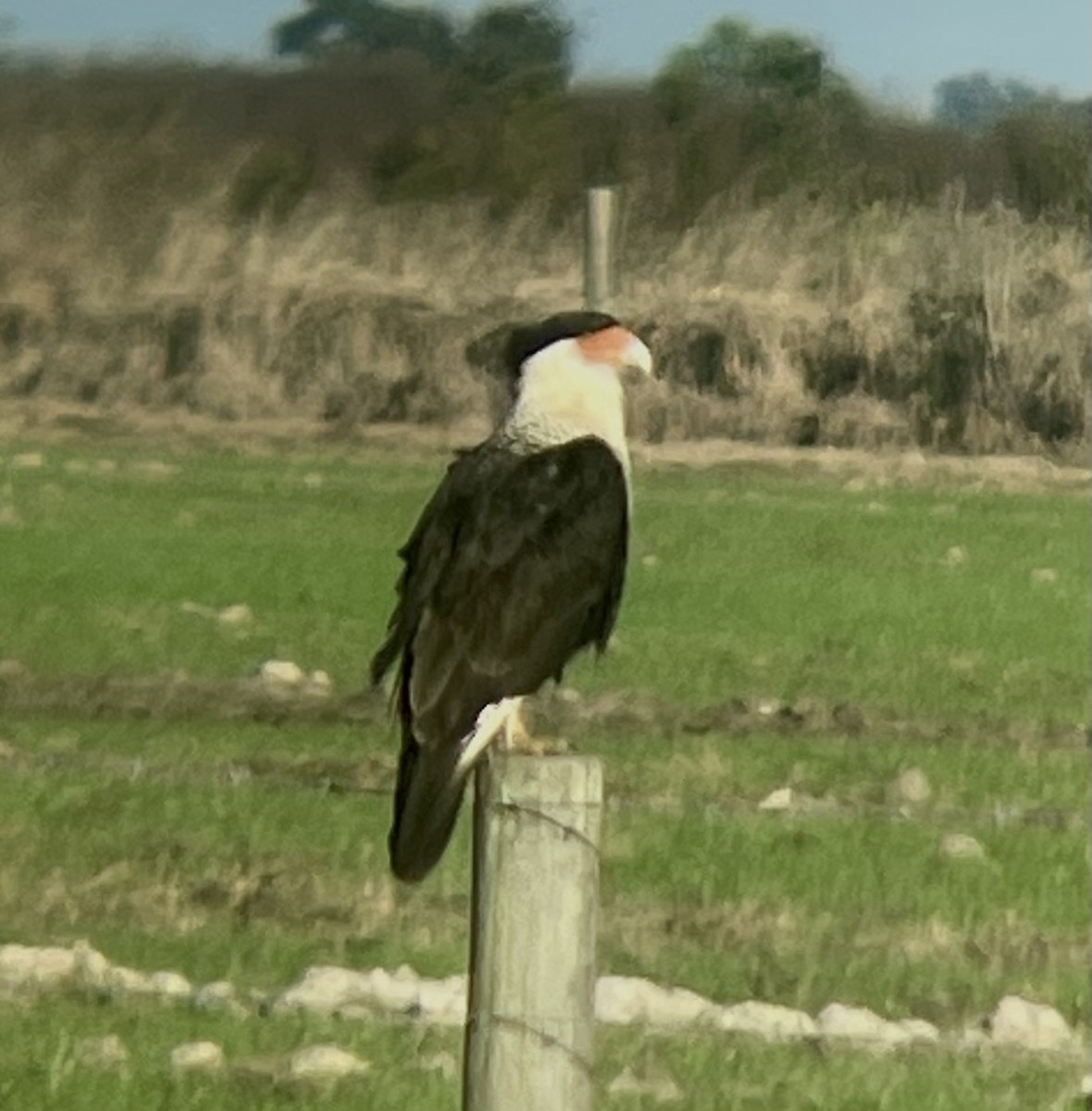 Crested Caracara - ML627844714