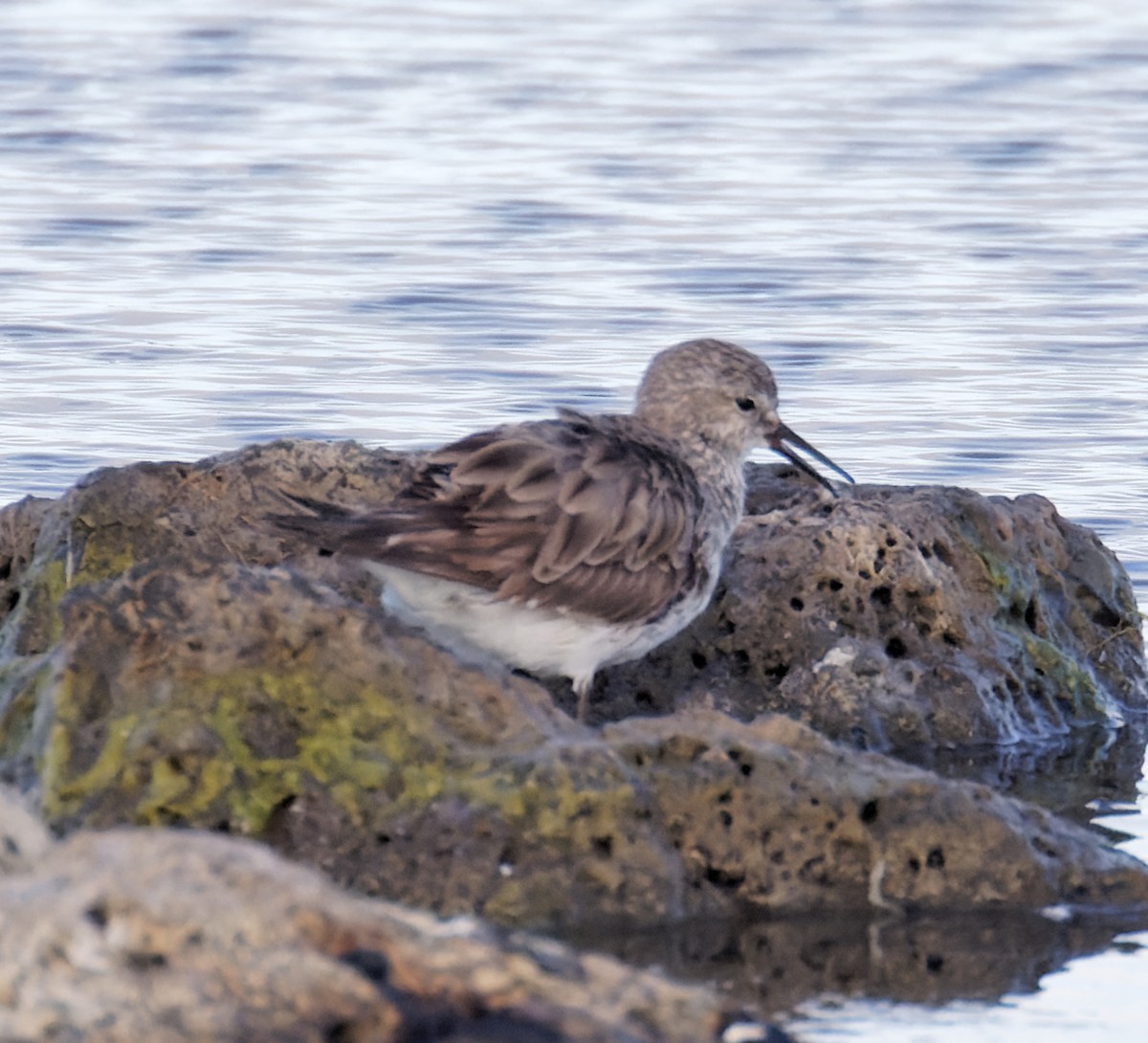 White-rumped Sandpiper - ML627844794