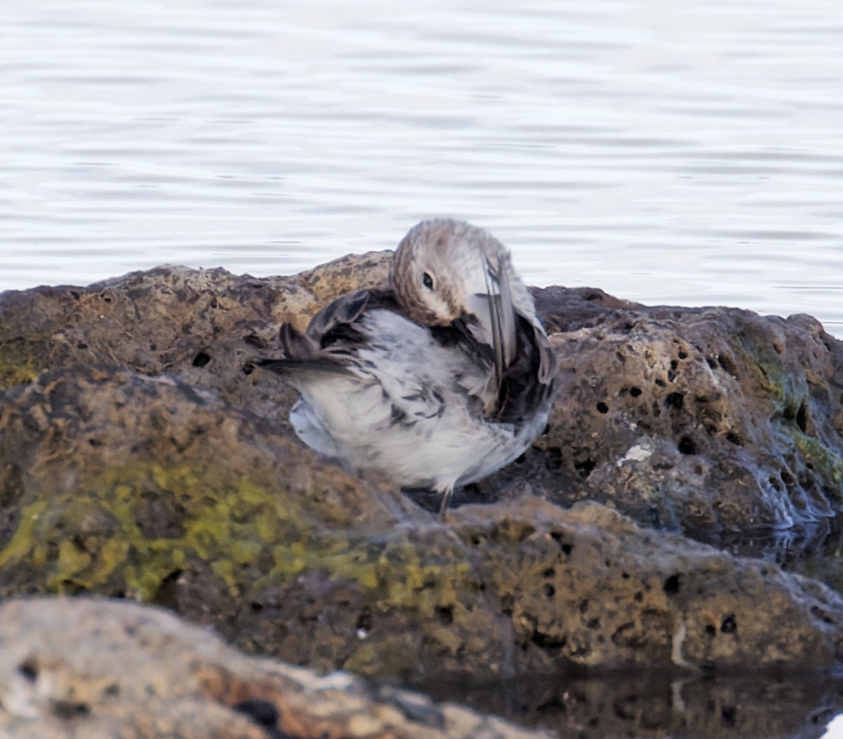 White-rumped Sandpiper - ML627844795