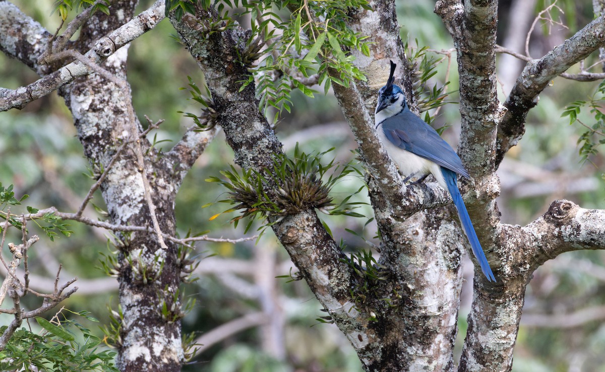 White-throated Magpie-Jay - ML627844828