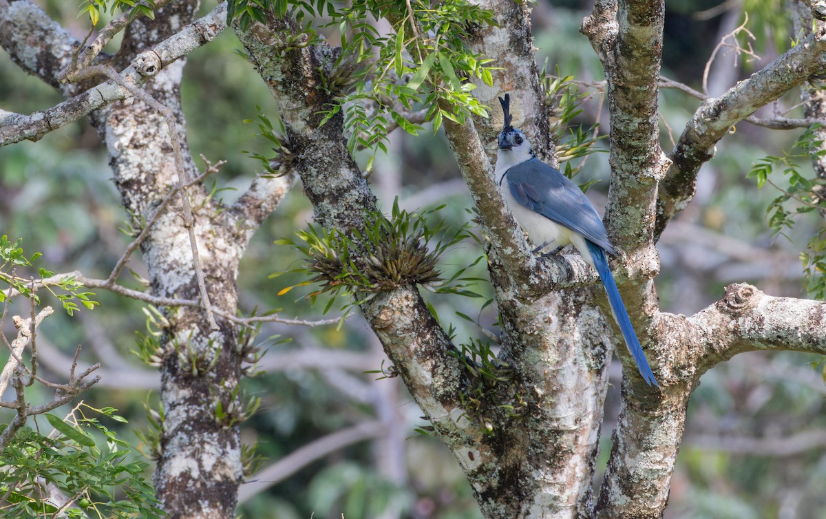 White-throated Magpie-Jay - ML627844829