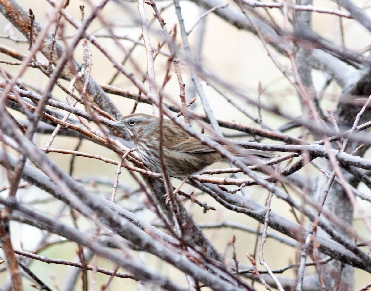 Song Sparrow - ML627844832