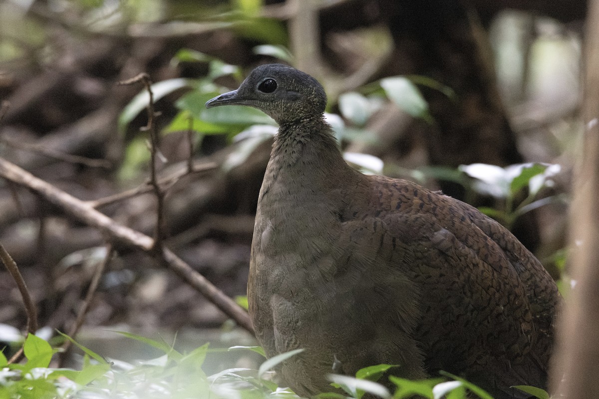 Great Tinamou - ML627844835