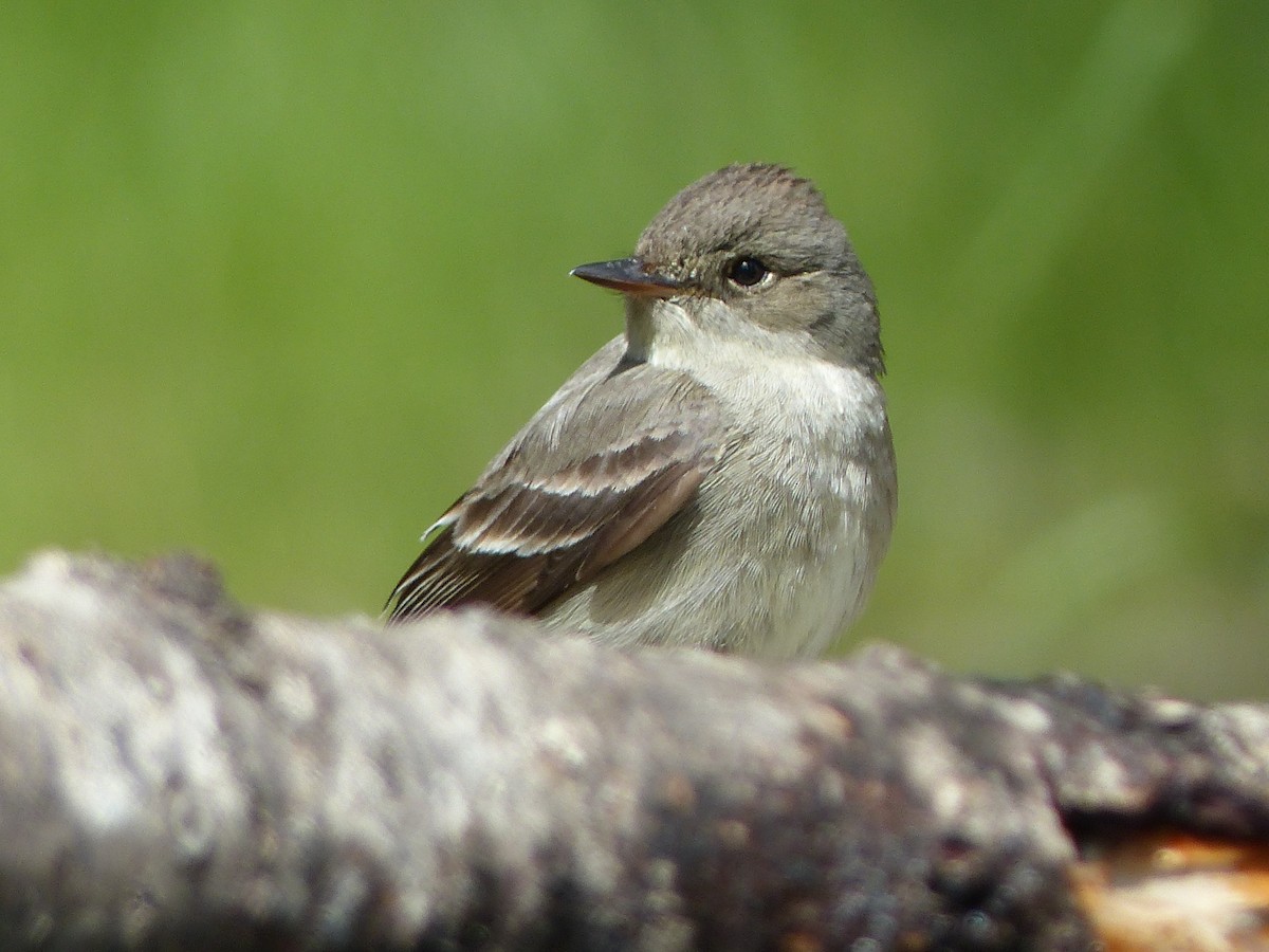 Western Wood-Pewee - ML627844836