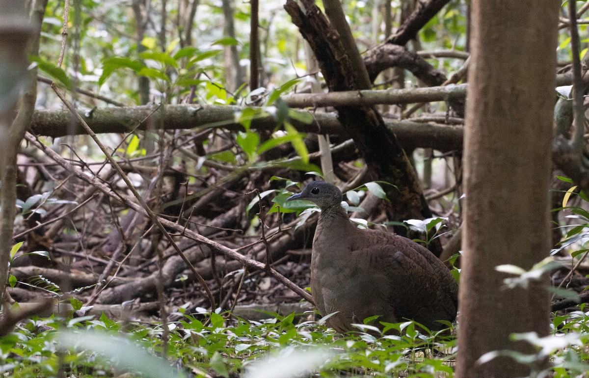 Great Tinamou - ML627844839