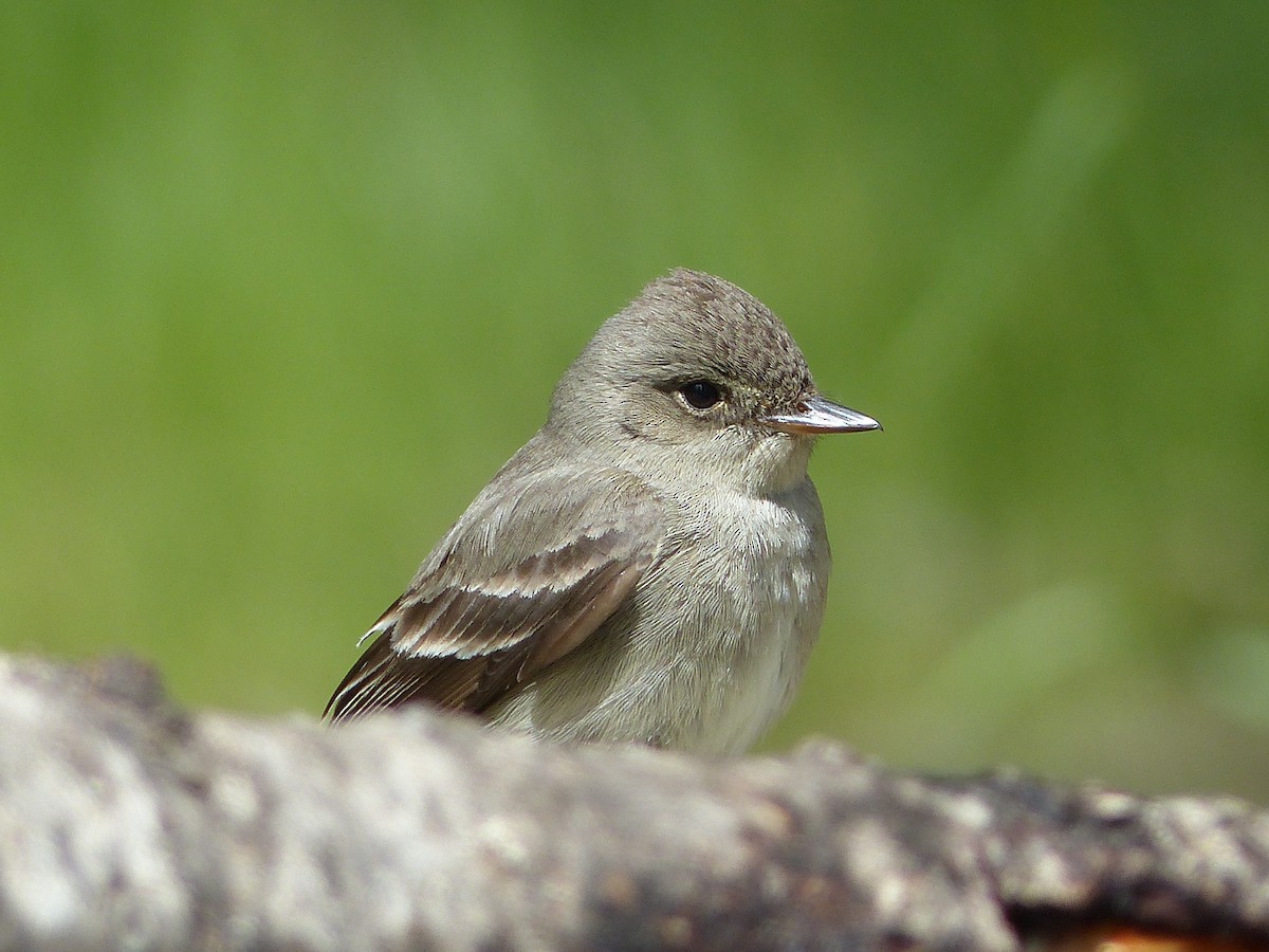 Western Wood-Pewee - ML627844842