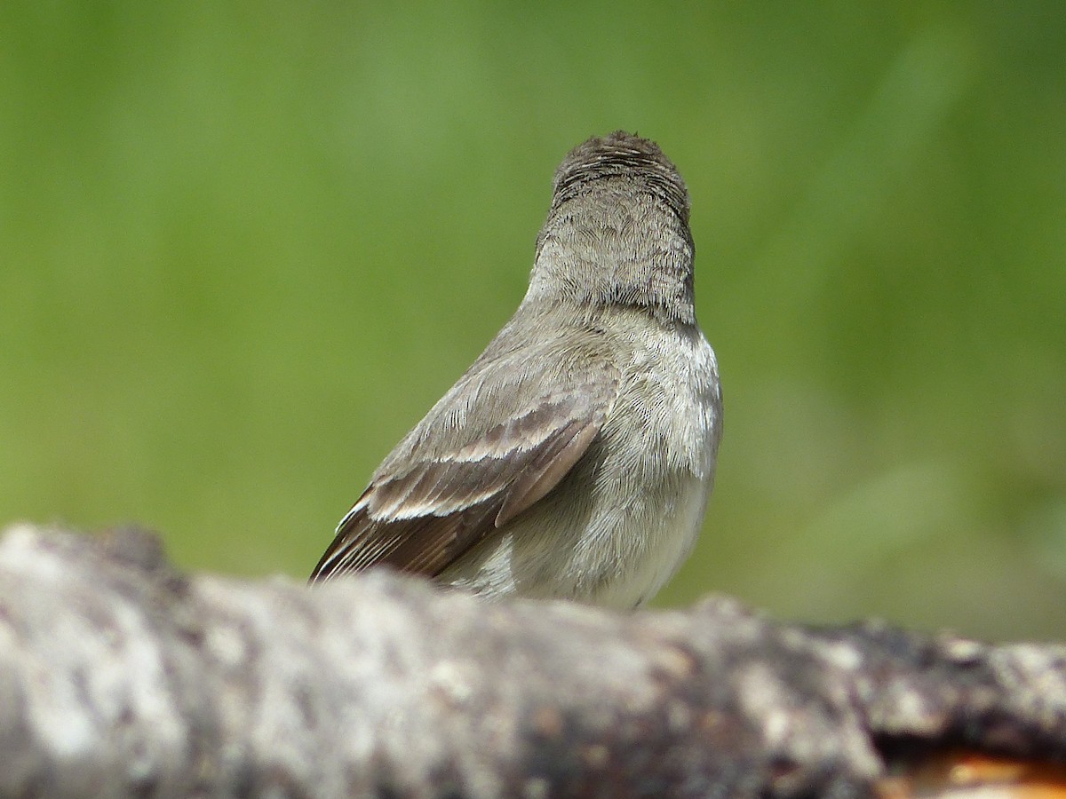 Western Wood-Pewee - ML627844845