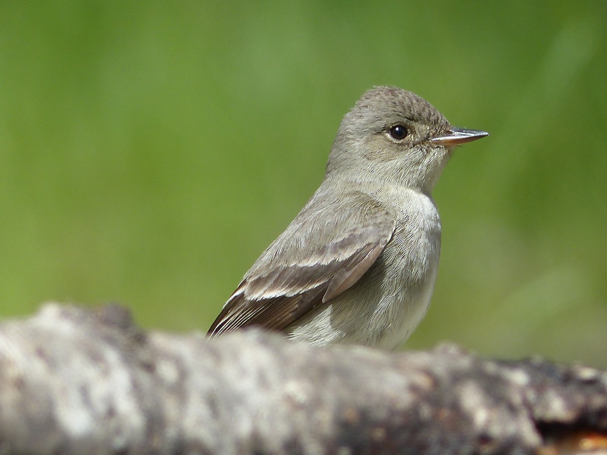 Western Wood-Pewee - ML627844847