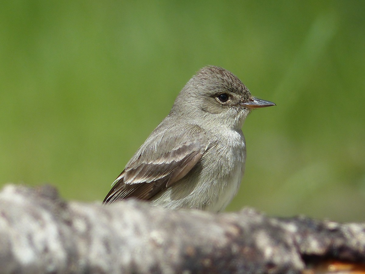 Western Wood-Pewee - ML627844848