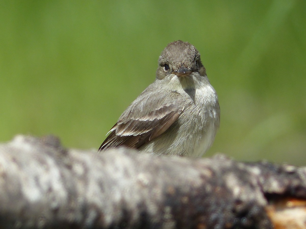 Western Wood-Pewee - ML627844849