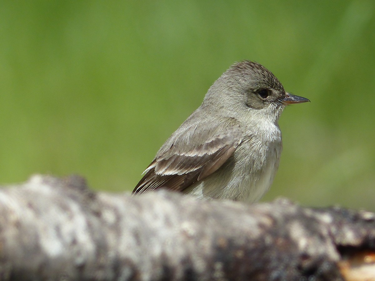 Western Wood-Pewee - ML627844851