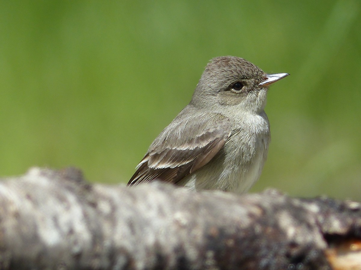 Western Wood-Pewee - ML627844852