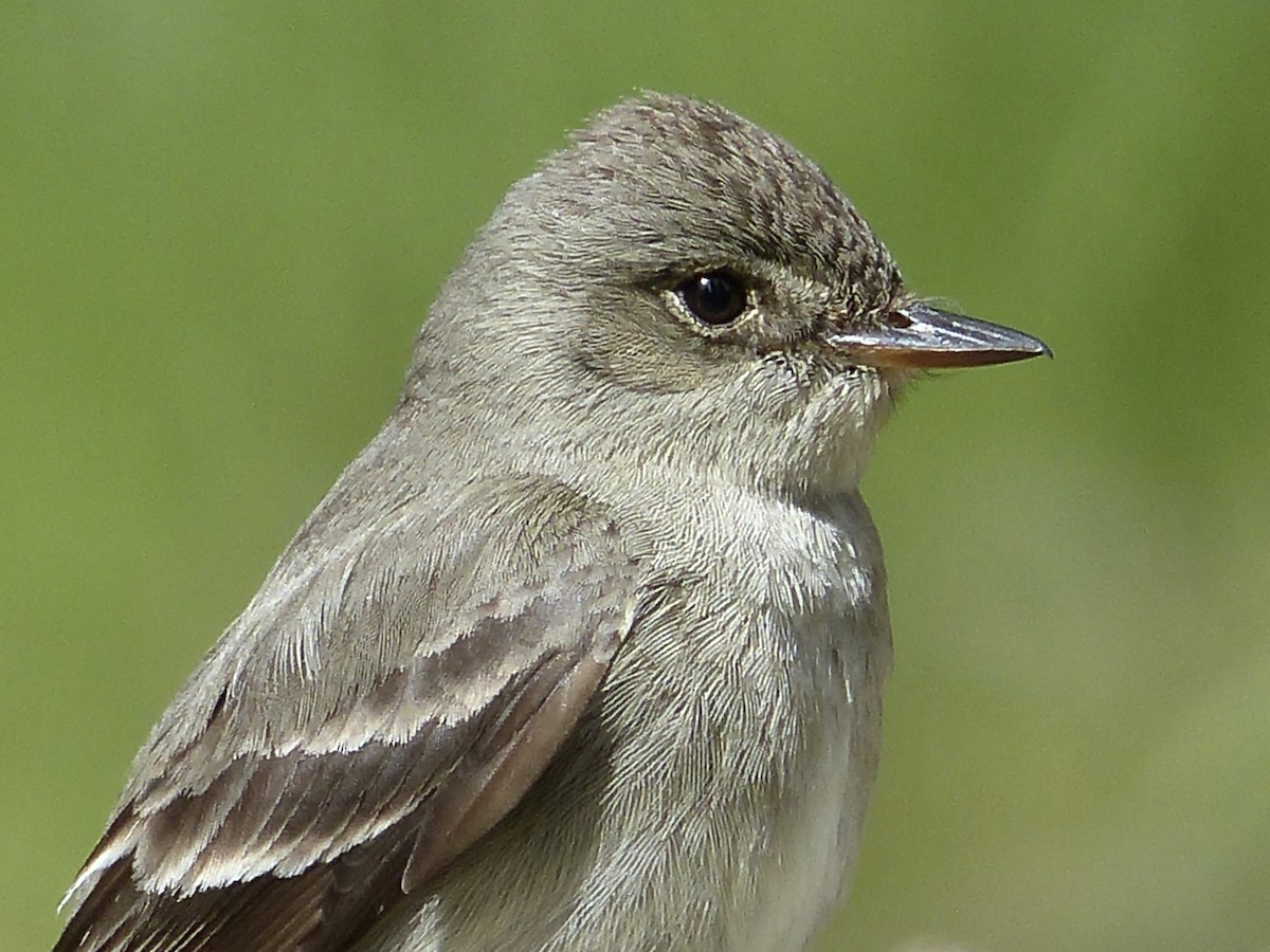 Western Wood-Pewee - ML627844856