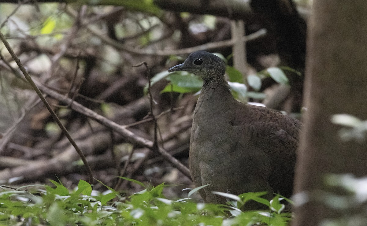 Great Tinamou - ML627844857