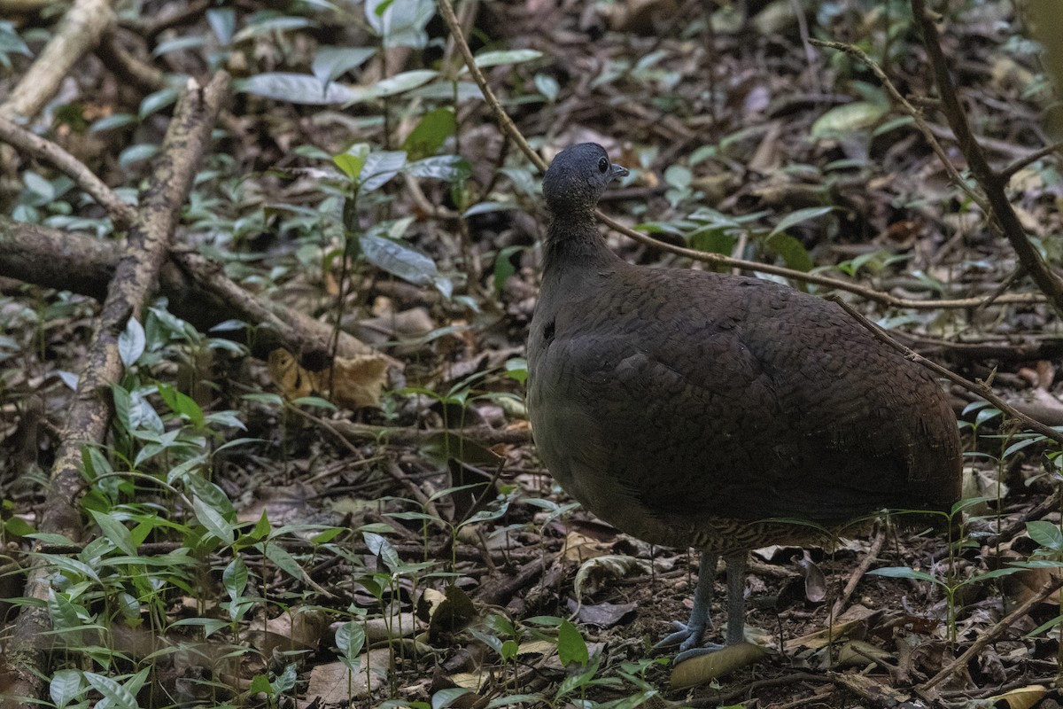 Great Tinamou - ML627844859