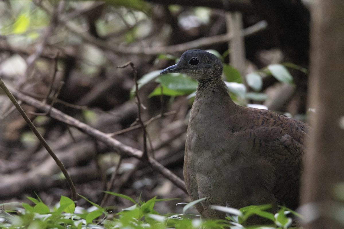 Great Tinamou - ML627844860