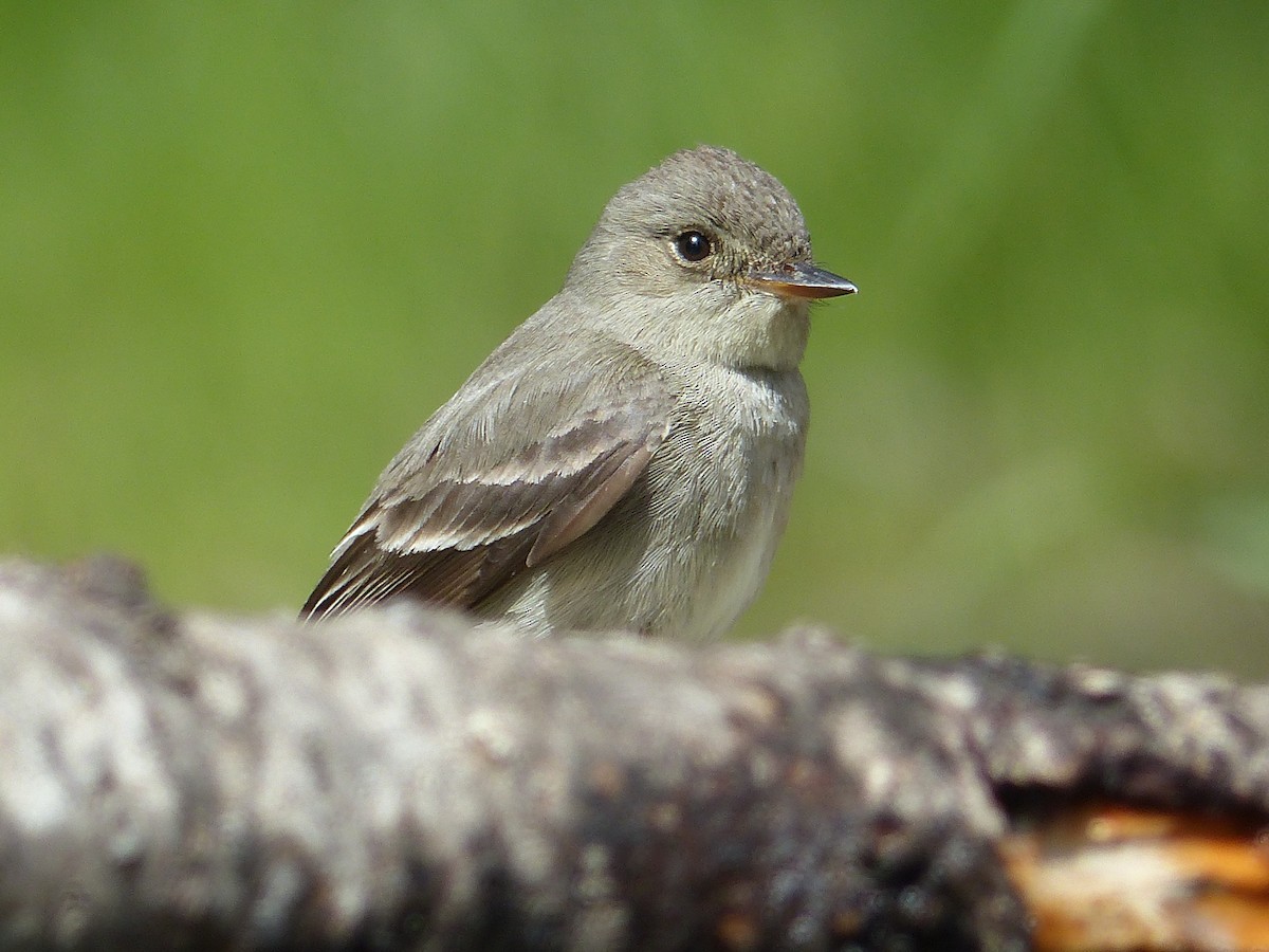 Western Wood-Pewee - ML627844861