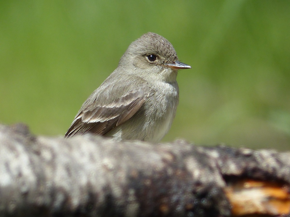 Western Wood-Pewee - ML627844863