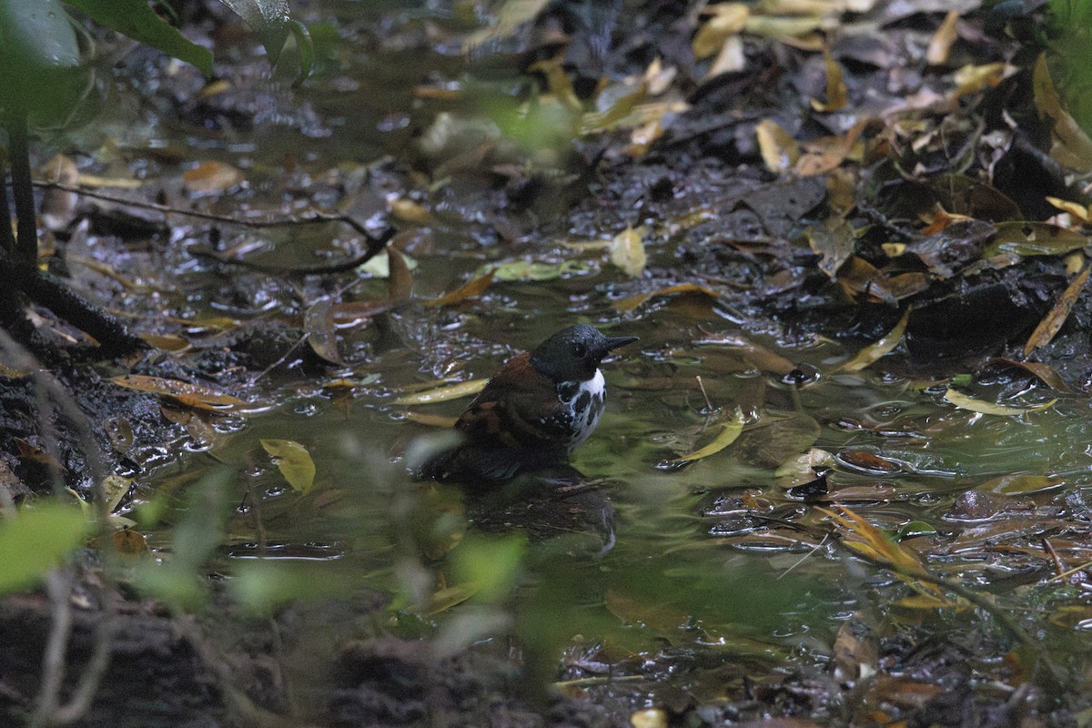 Spotted Antbird - ML627844873