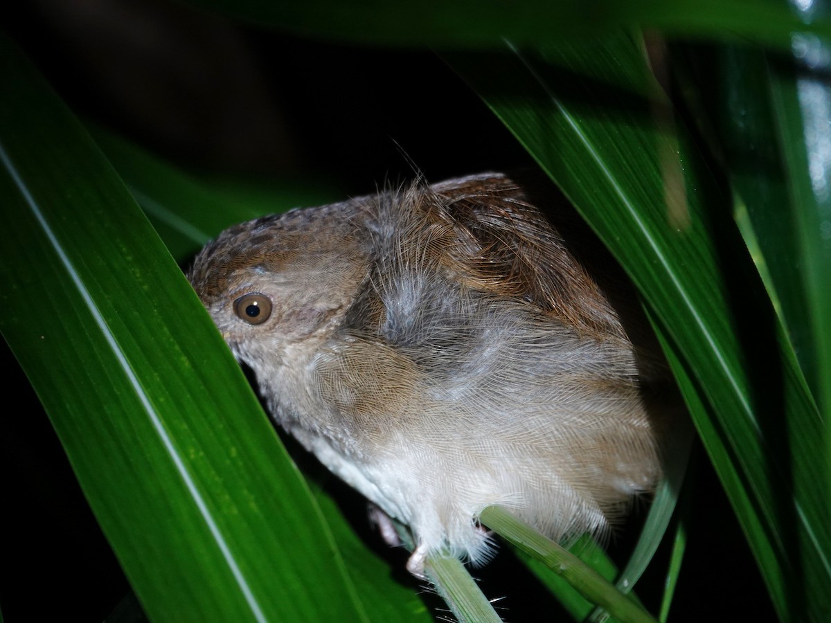 Sulawesi Babbler - ML627844908
