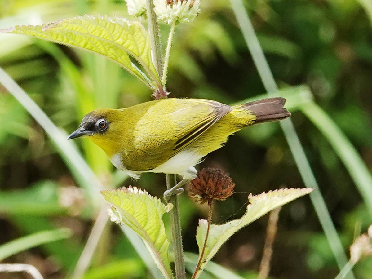 Togian White-eye - ML627844937