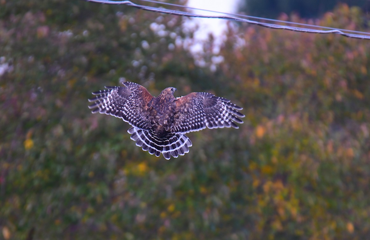 Red-shouldered Hawk - ML627844985