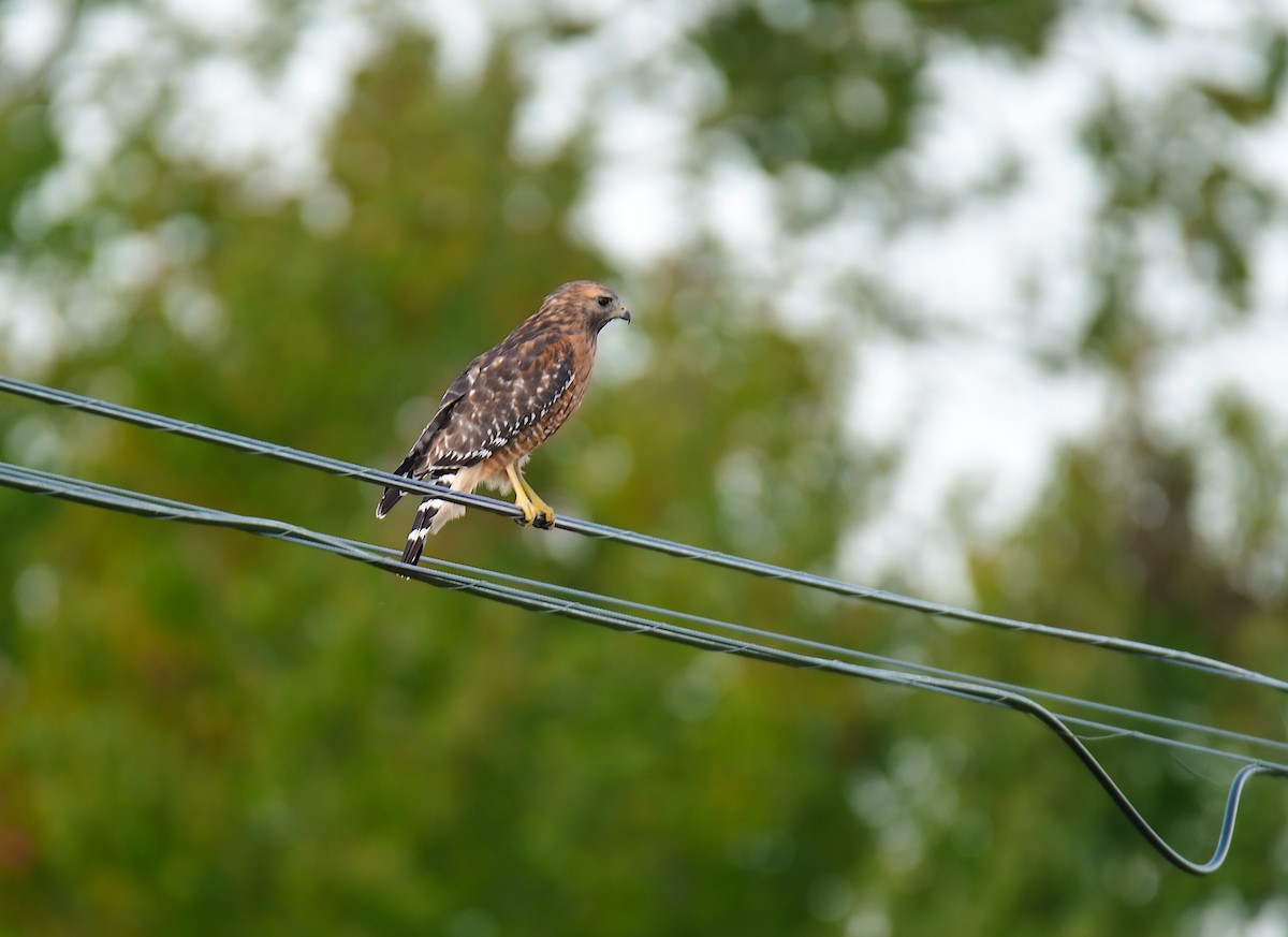 Red-shouldered Hawk - ML627844986