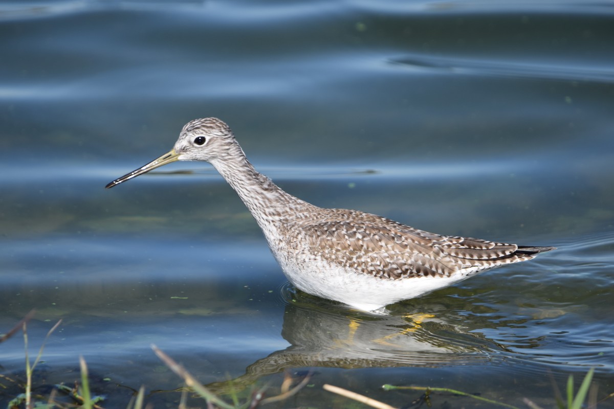 Greater Yellowlegs - ML627845020