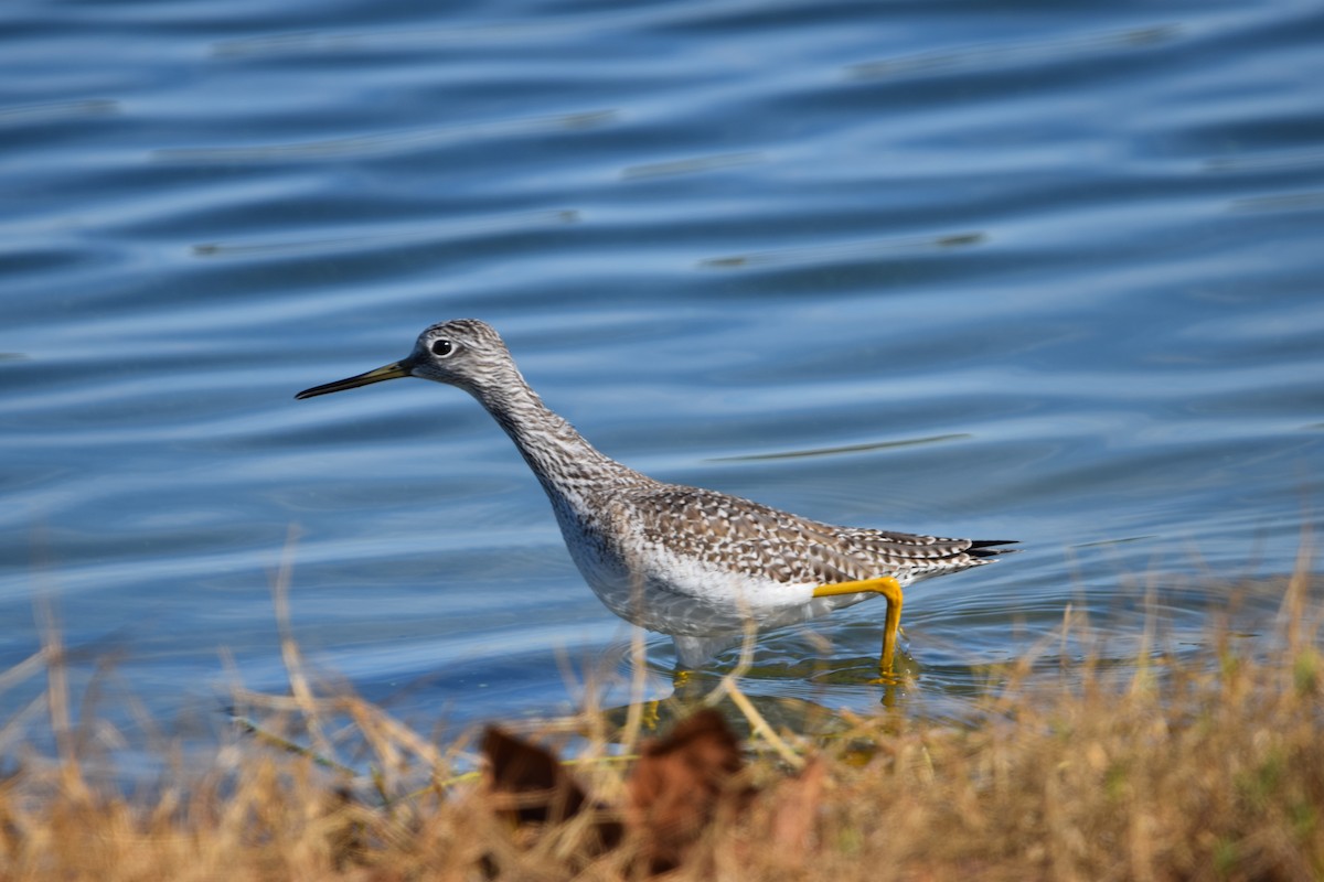 Greater Yellowlegs - ML627845026