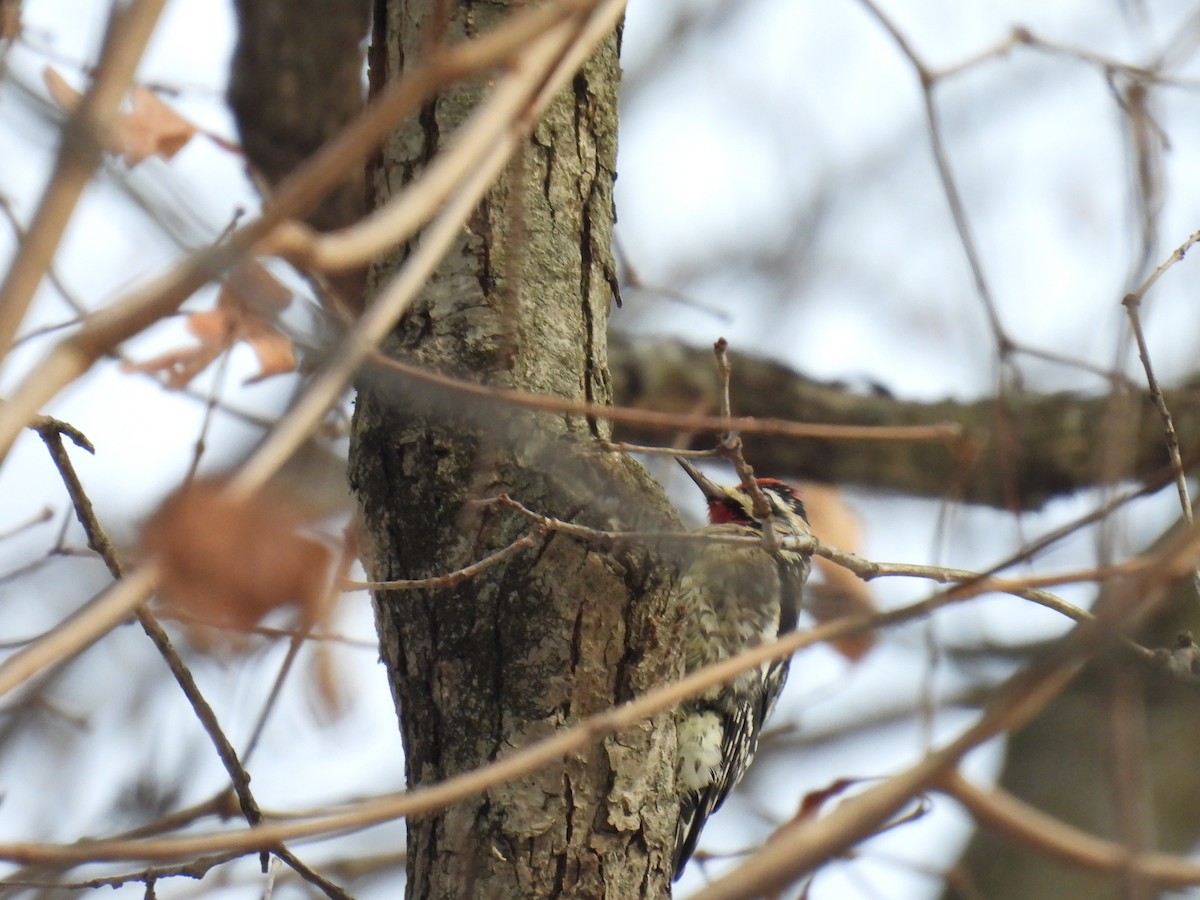 Yellow-bellied Sapsucker - ML627845162