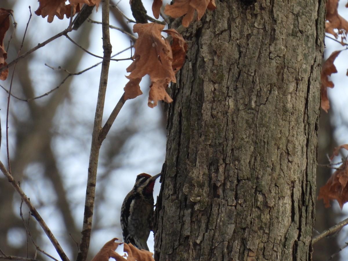 Yellow-bellied Sapsucker - ML627845163