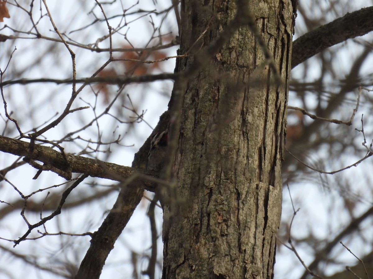 Yellow-bellied Sapsucker - ML627845164