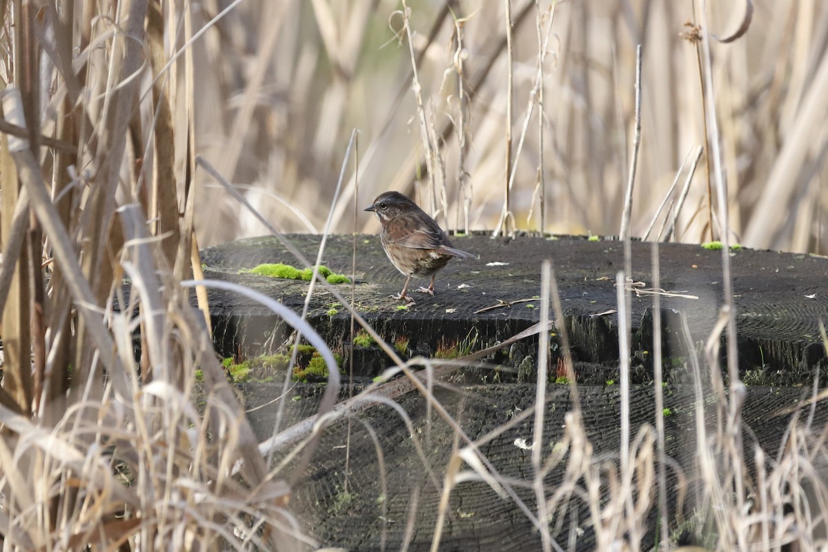 Song Sparrow - ML627845324