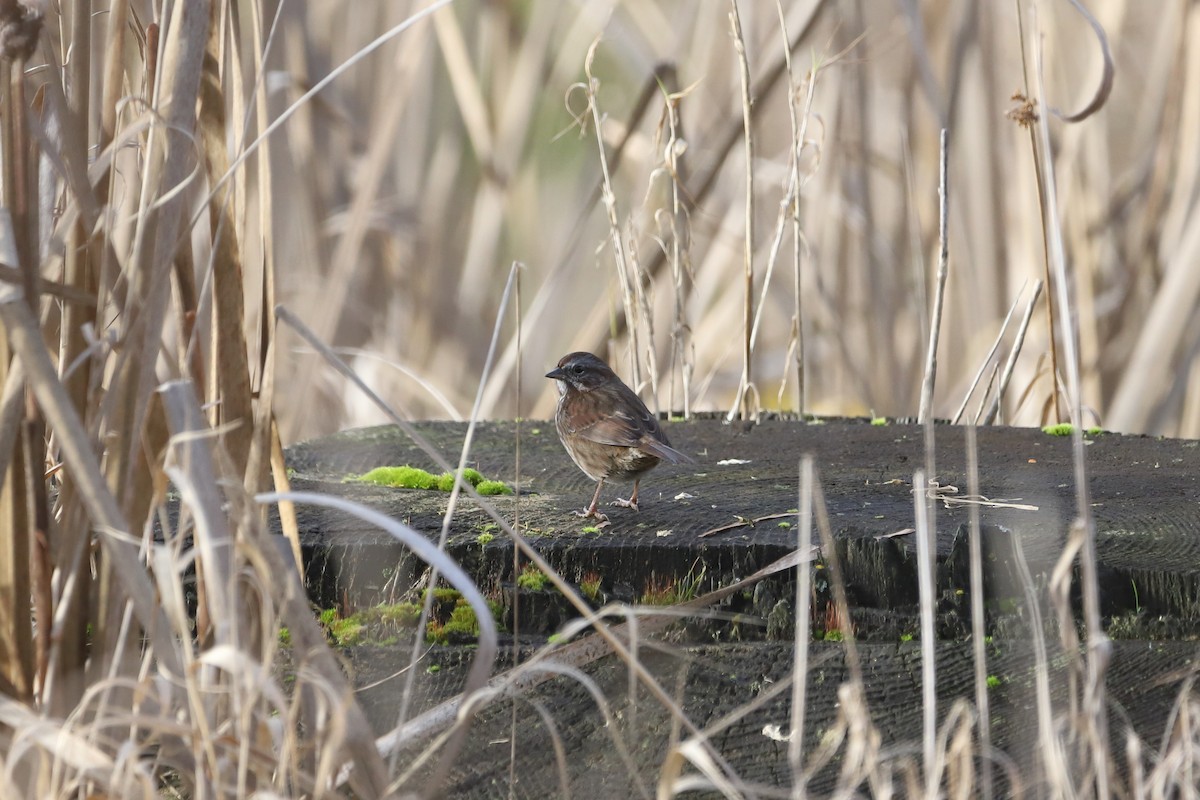 Song Sparrow - ML627845325