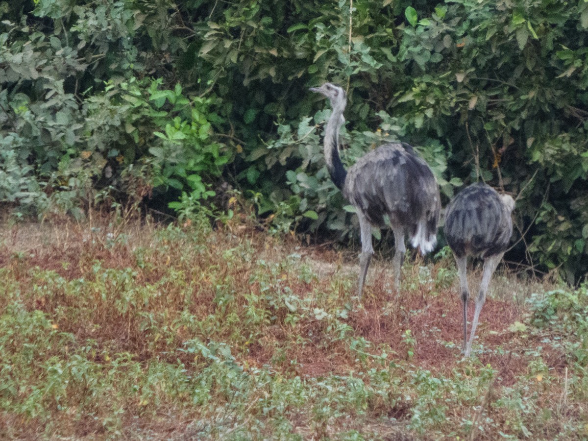 Greater Rhea - ML627845332