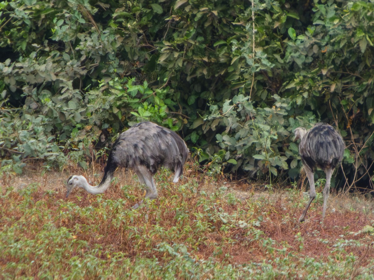 Greater Rhea - ML627845334