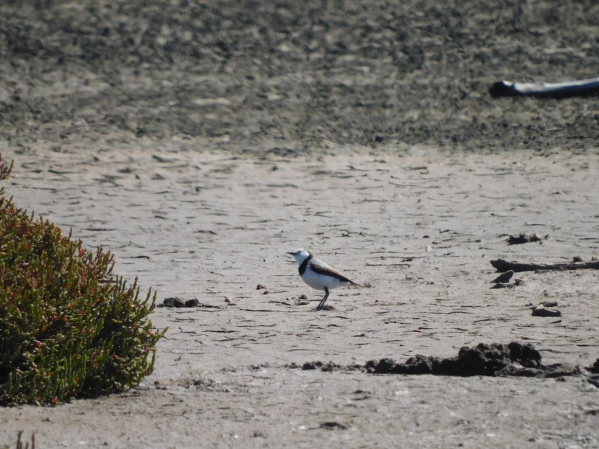 White-fronted Chat - ML627845367