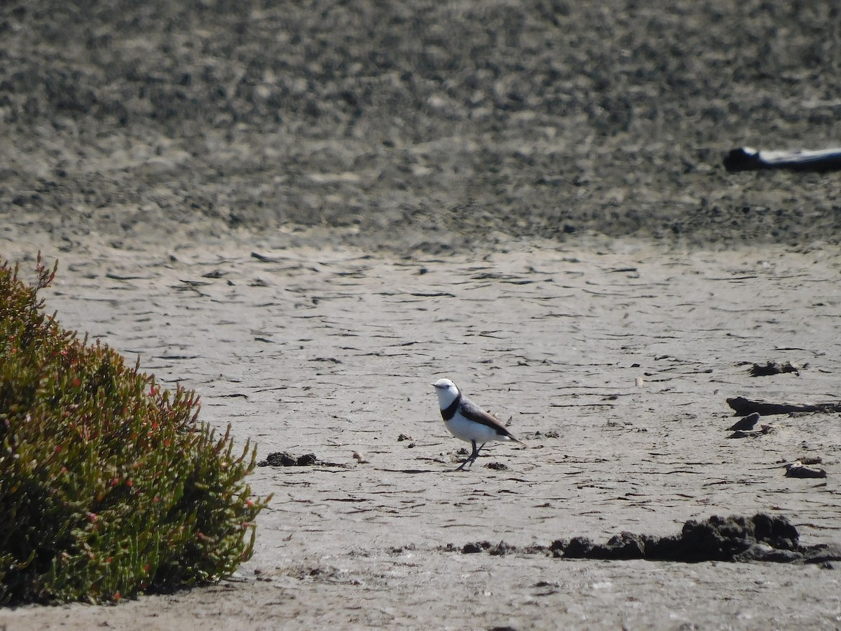 White-fronted Chat - ML627845368