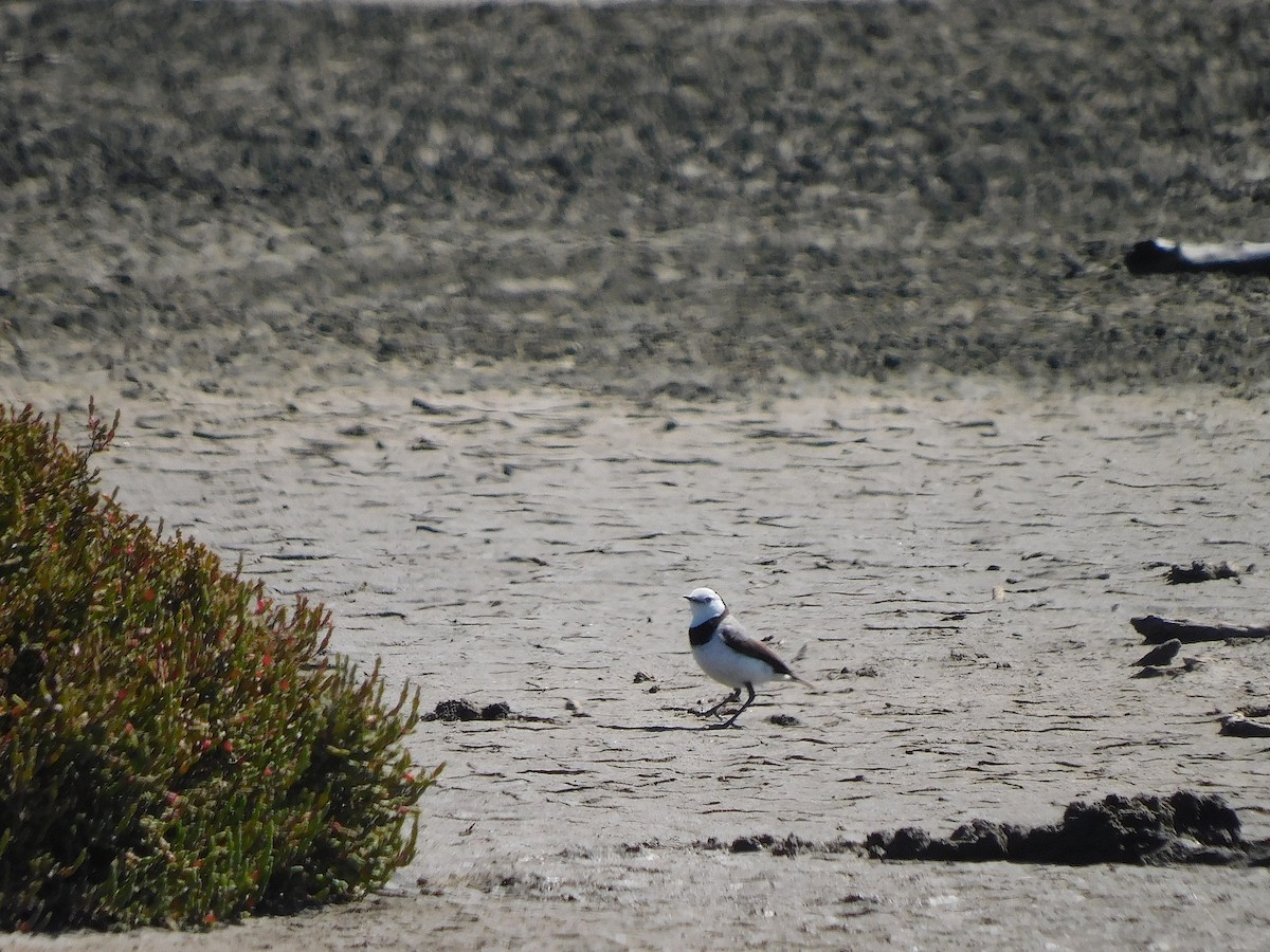 White-fronted Chat - ML627845369