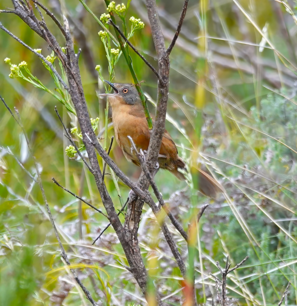 Victorin's Warbler - ML627845404