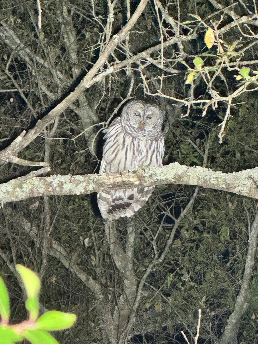 Barred Owl - ML627845439