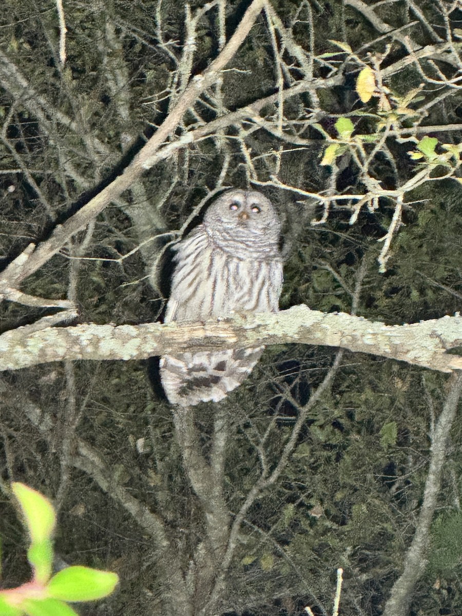 Barred Owl - ML627845440