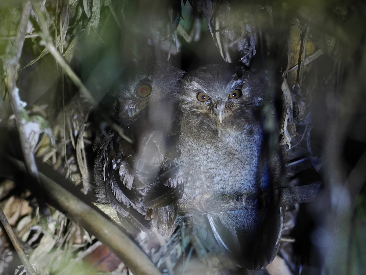 Long-whiskered Owlet - ML627845452